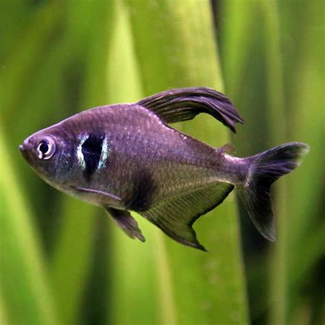 Beautiful Black Phantom Tetra - Goodjoseph LIVE Fish Store