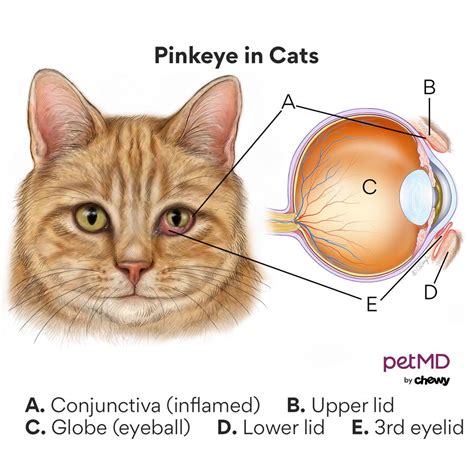 Cat’s Conjunctivitis - CatPedia