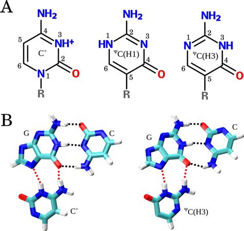 Cytidine and pseudoisocytidine. (A) Structures of protonated cytidine ...