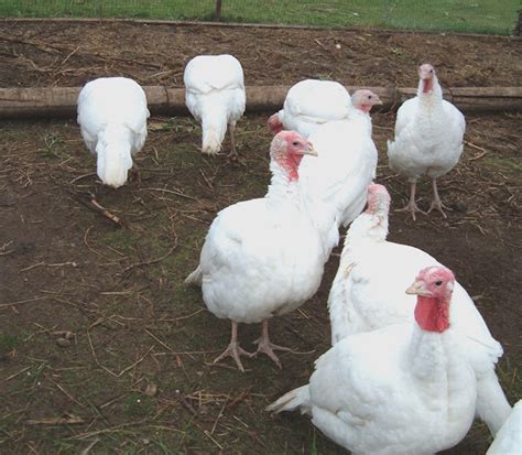 List of Turkey Breeds | Modern Farming Methods