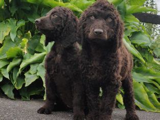 Irish Water Spaniel Puppies - Dogs For Sale Ireland