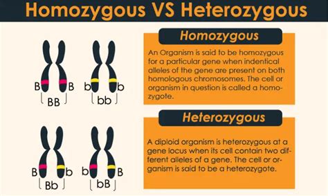 What is the Difference between heterozygous and homozygous individuals ...