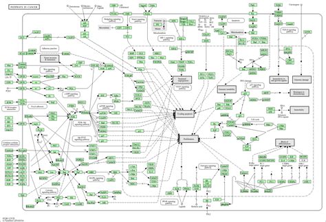 KEGG PATHWAY: Pathways in cancer - Homo sapiens (human)