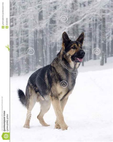 German Shepherd Winter Coat | PETSIDI