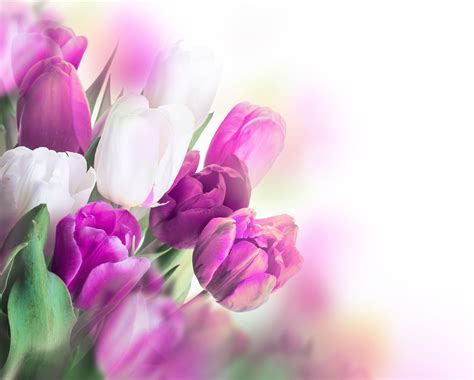 Purple Tulips Wallpapers - Wallpaper Cave