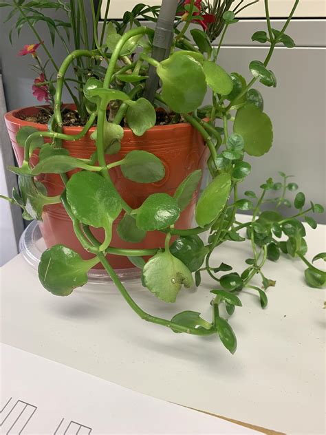 Please help me identify this office plant! I want to help it and ...