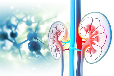 What Is Kidney Atrophy? | National Kidney Foundation