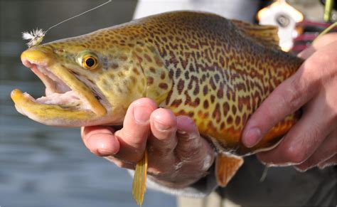 Tiger Trout (Salmo trutta x Salvelinus fontinalis) | Idaho Fish and Game