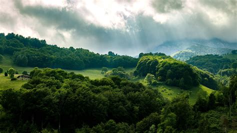 Green Forest Trees Rays 4K HD Wallpapers | HD Wallpapers | ID #31172