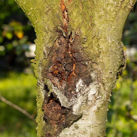 Top 10 Tree Diseases (and What You Can Do About Them) | The Family Handyman