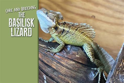 Care And Breeding the Basilisk Lizard - Reptiles Magazine