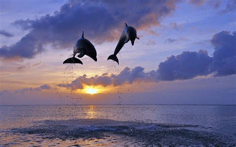 🔥 [36+] Wallpapers Dolphin Sunset | WallpaperSafari