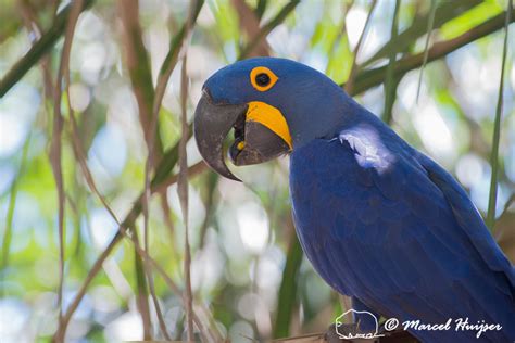 Marcel Huijser Photography | Brazilian birds: Hyacinth macaws, Pantanal, Mato Grosso do Sul