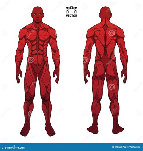 Human Body Anatomy Male Man , Front and Back Muscular System of Muscles . Flat Medical Scheme ...