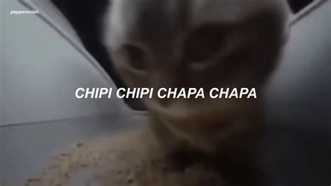 La canción del gato bailando que dice: chipi chipi chapa chapa dubi ...