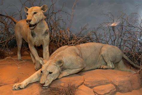 Man Eating Maneless Lions of Tsavo Editorial Image - Image of maneless ...