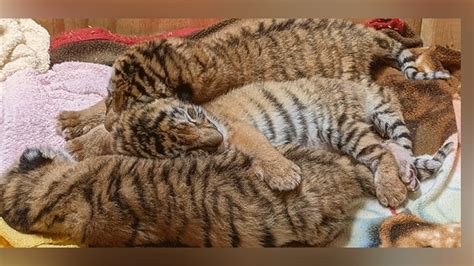 Zoo welcomes ‘extremely important’ birth of tiger cub triplets