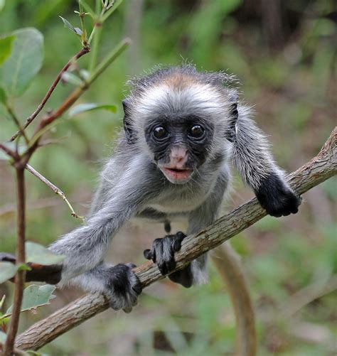 Baby Red Colobus Monkey Photograph by Tony Murtagh