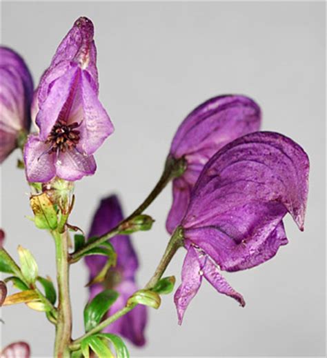 Aconitum