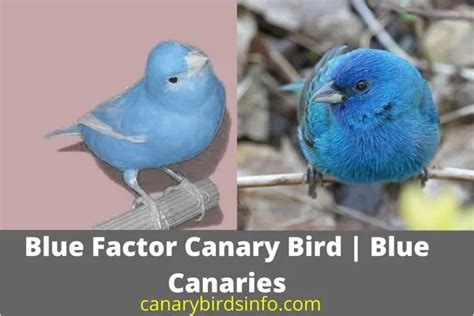 Blue Factor Canary Bird | 3 Interesting Queries Solved