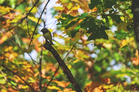 Red Eyed Vireo: Diet, Habitat, Sound, Breeding & Migration