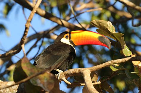 Pantanal Birds 1 - BIRDING PANTANAL 2018