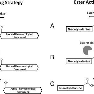 Esterase activity profiling and the esterase prodrug strategy proposed ...