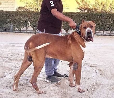 25 best Alangu Mastiff images on Pinterest | Doggies, Pakistani and ...