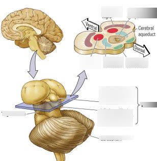 Midbrain Diagram (tectum and tegmentum) Diagram | Quizlet