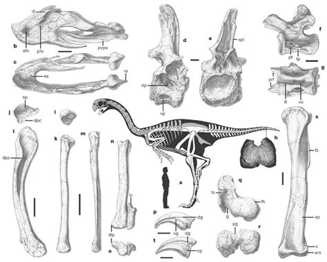 GIGANTORAPTOR | Skeletal anatomy of Gigantoraptor holotype (LH V0011) | Animal skeletons ...