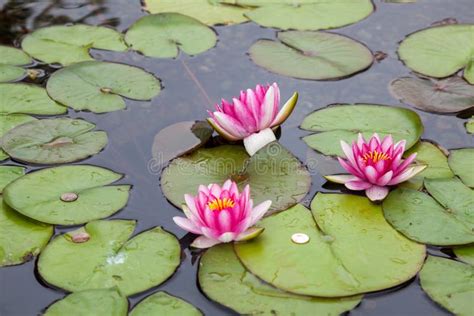 Water Lily (nymphaeaceae) stock photo. Image of pond - 73124462