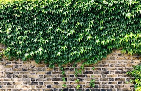 9 Surprising English Ivy Benefits (Hedera Helix)