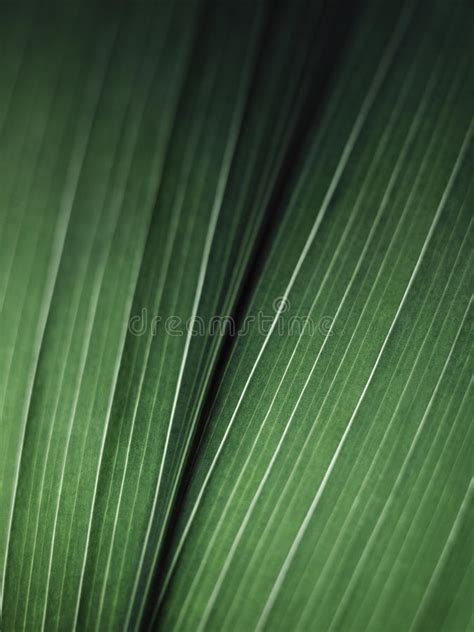 Leaf Veins stock image. Image of background, network - 33188485