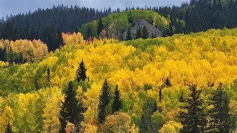 Beyond Aspen Trees: Uncover Unique Fall Foliage Map 2023 Colorado ...