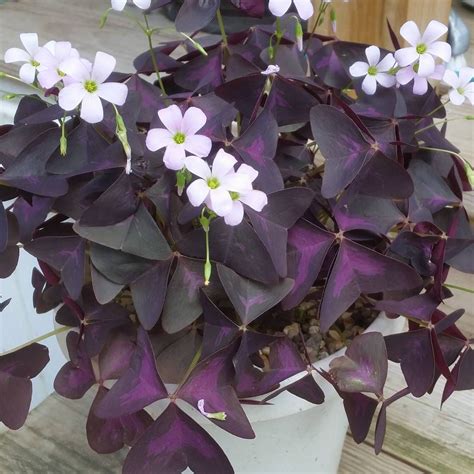 Plant Profile Purple Shamrock Oxalis Triangularis Flora Frenzy | My XXX ...