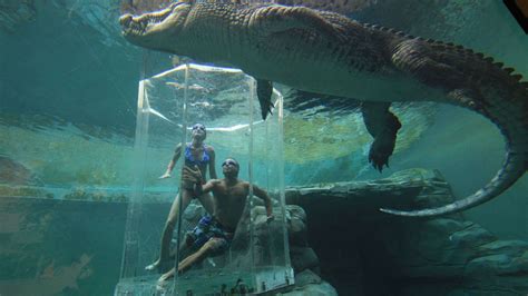 Cage of Death @ Crocosaurus Cove Crocodile Park (Darwin, Australia) - JobbieCrew.com