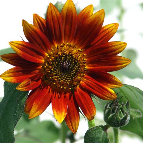15 Eye-Popping Sunflower Varieties