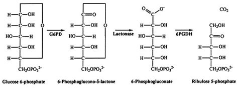 The three–dimensional structure of glucose 6–phosphate dehydrogenase from Leuconostoc ...