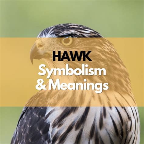 Hawk: Symbolism, Meanings, and History - Symbol Genie