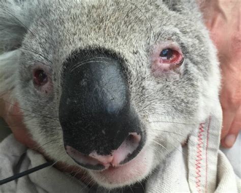 Koala with chlamydia braves a month of treatment | Hawkesbury Gazette | Richmond, NSW