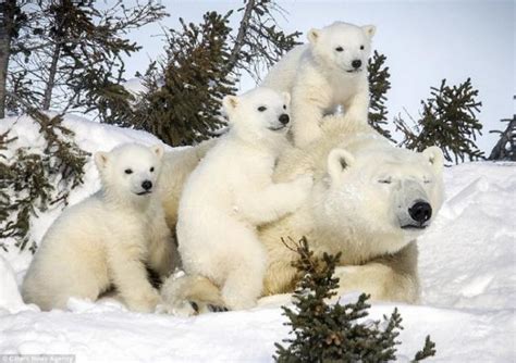 Cute white bear cubs. Page 1