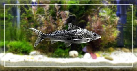 Pictus Catfish Tank Size - Important Things to Consider