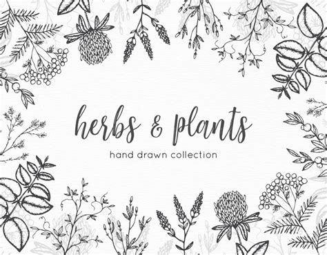 8 Hand Drawn Vector Graphic Herbs