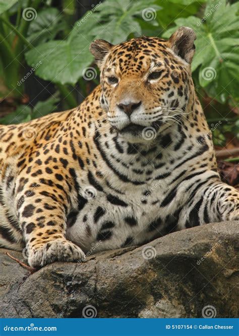 A photo of a male jaguar stock photo. Image of face, mammal - 5107154