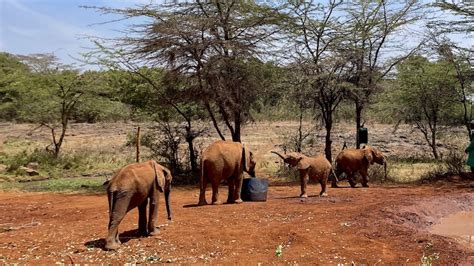 What To Expect When Visiting Sheldrick Elephant Orphanage