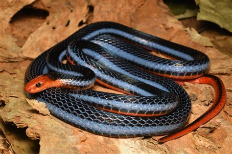 Blue Malayan Coral snake (Calliophis bivirgatus flaviceps) - Bird Ecology Study Group