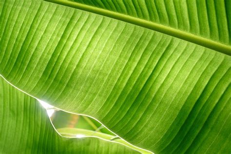 HD wallpaper: green banana leaf, banana leaves, backlit, backlit leaf ...