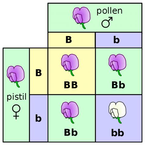 Phenotype - Definition and Examples - Biology Online Dictionary