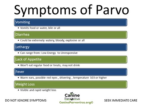 Parvo Symptoms - Canine Parvovirus - First Signs & Incubation