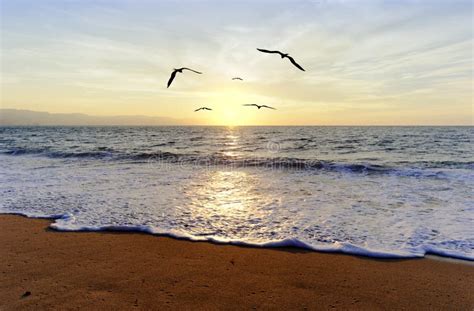 Ocean Sunset Birds stock photo. Image of flying, sunrise - 73194072